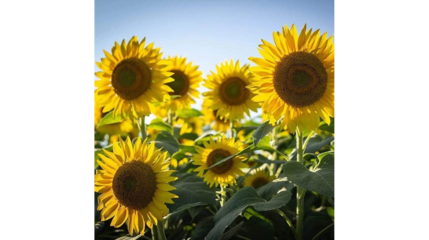 Title test test test - Crew Original